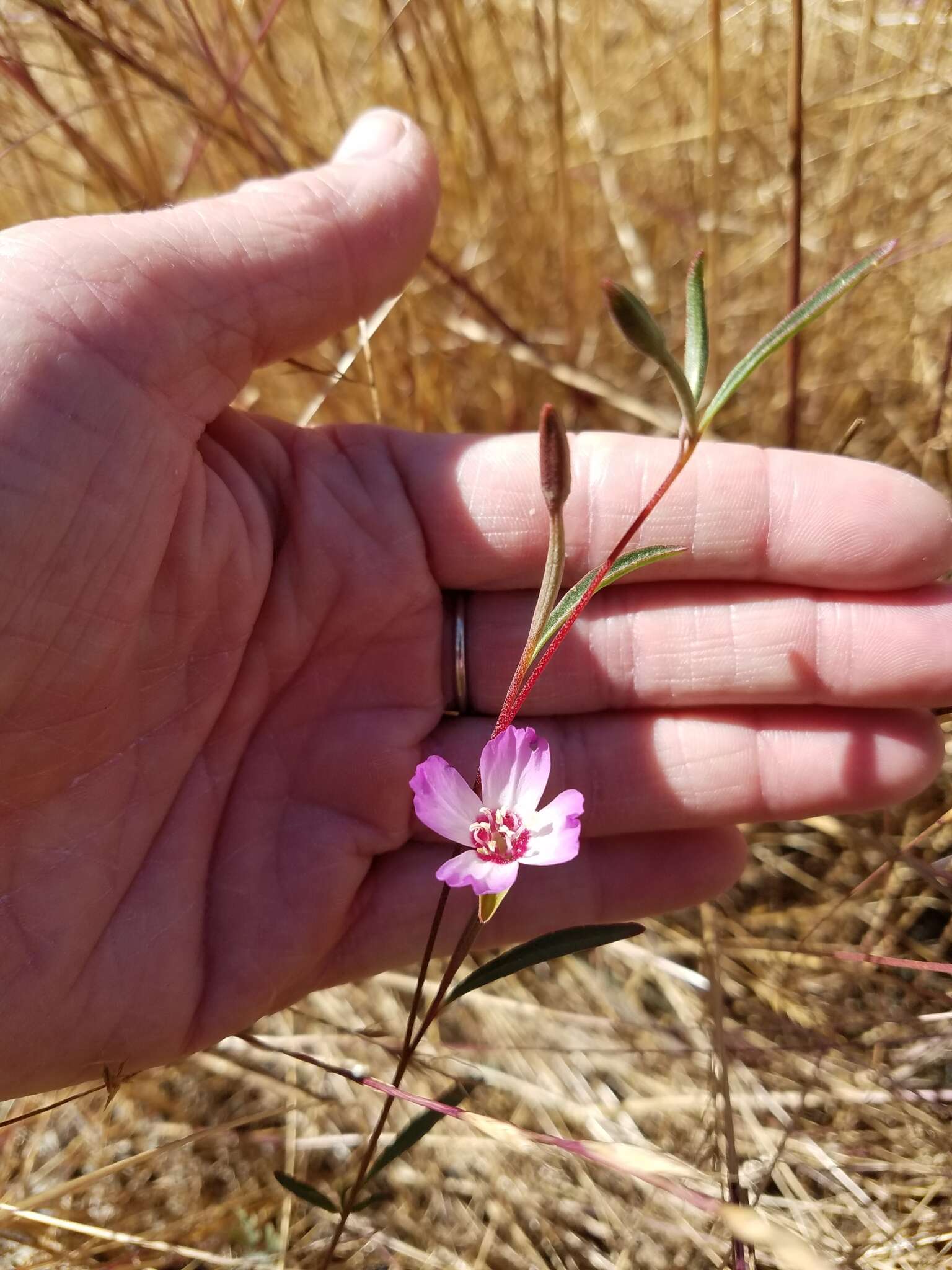 Plancia ëd Clarkia franciscana H. Lewis & Raven