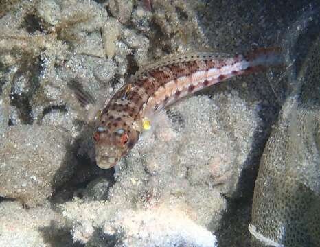 Image of Grubfish