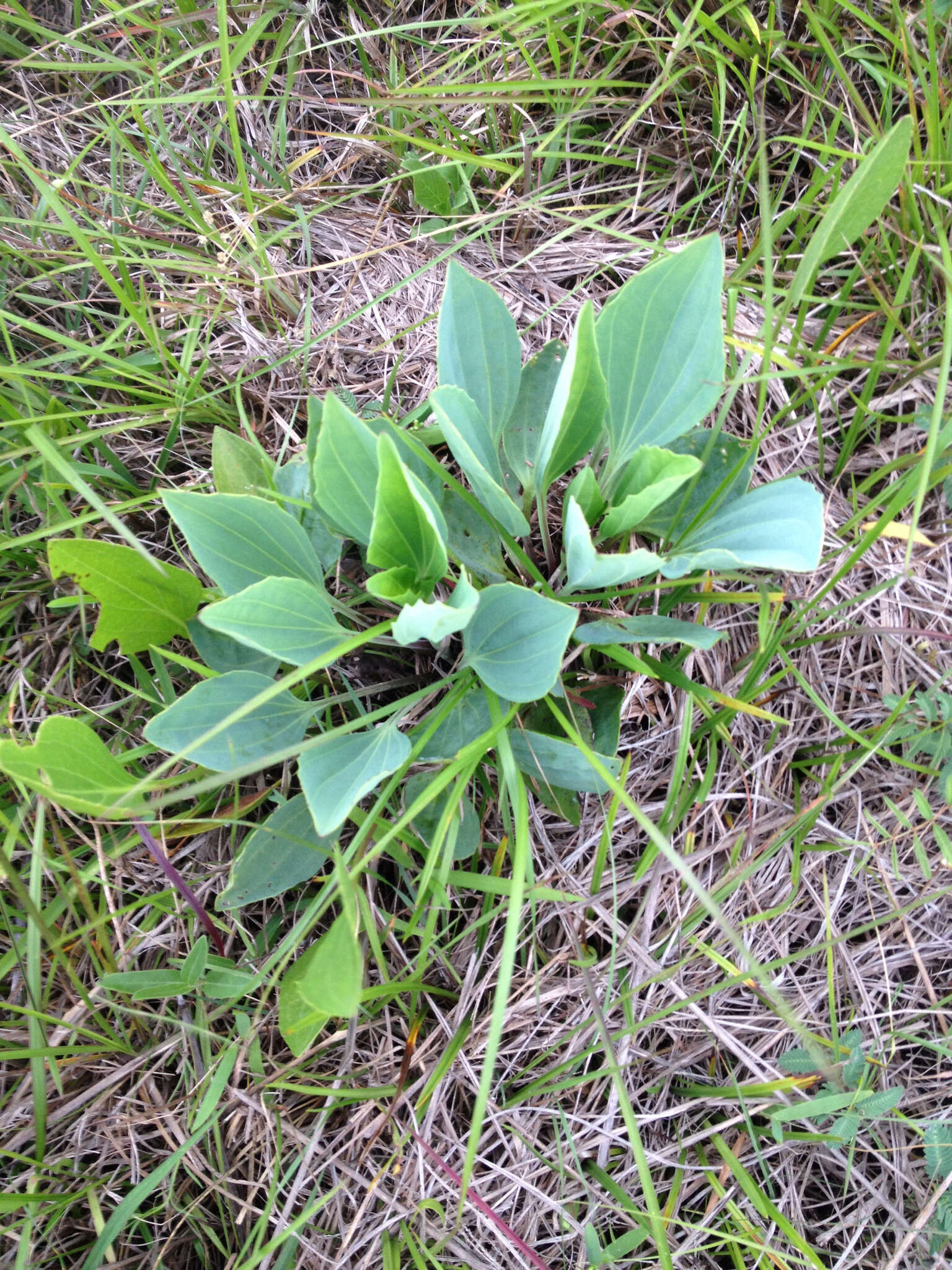 Image of Arnoglossum ovatum (Walter) H. Rob.