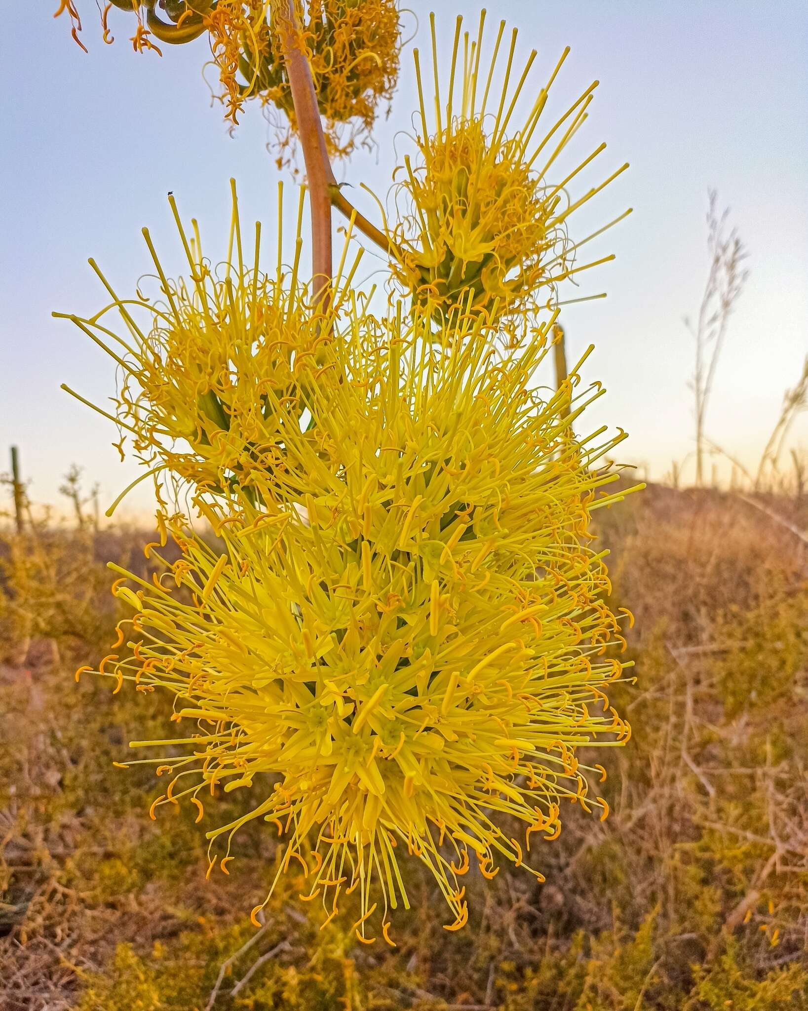 Image of Agave sobria subsp. roseana (Trel.) Gentry