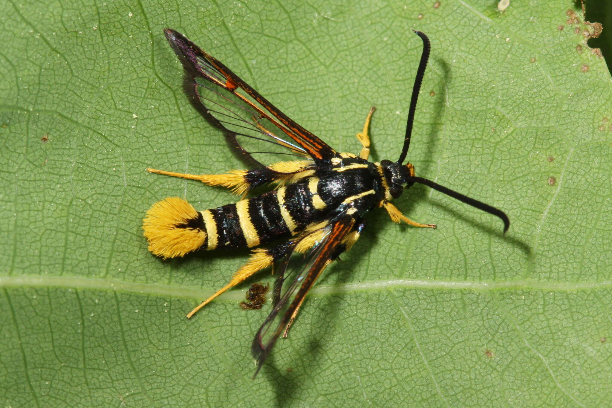 Image of Yellowlegged Clearwing Moth