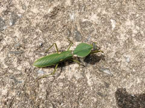 Image of Giant Malaysian Shield Mantis