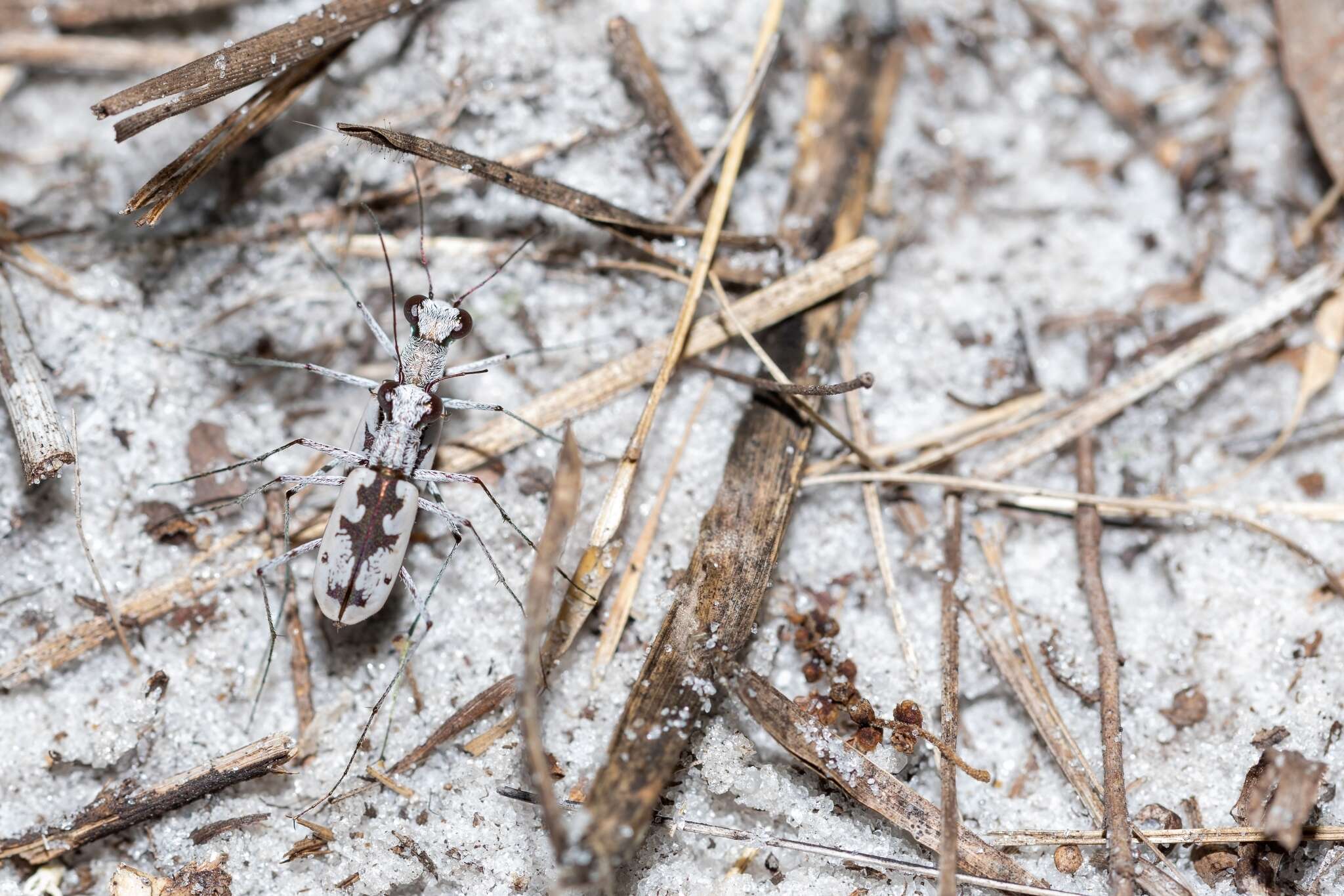 Image of Moustached Tiger Beetle