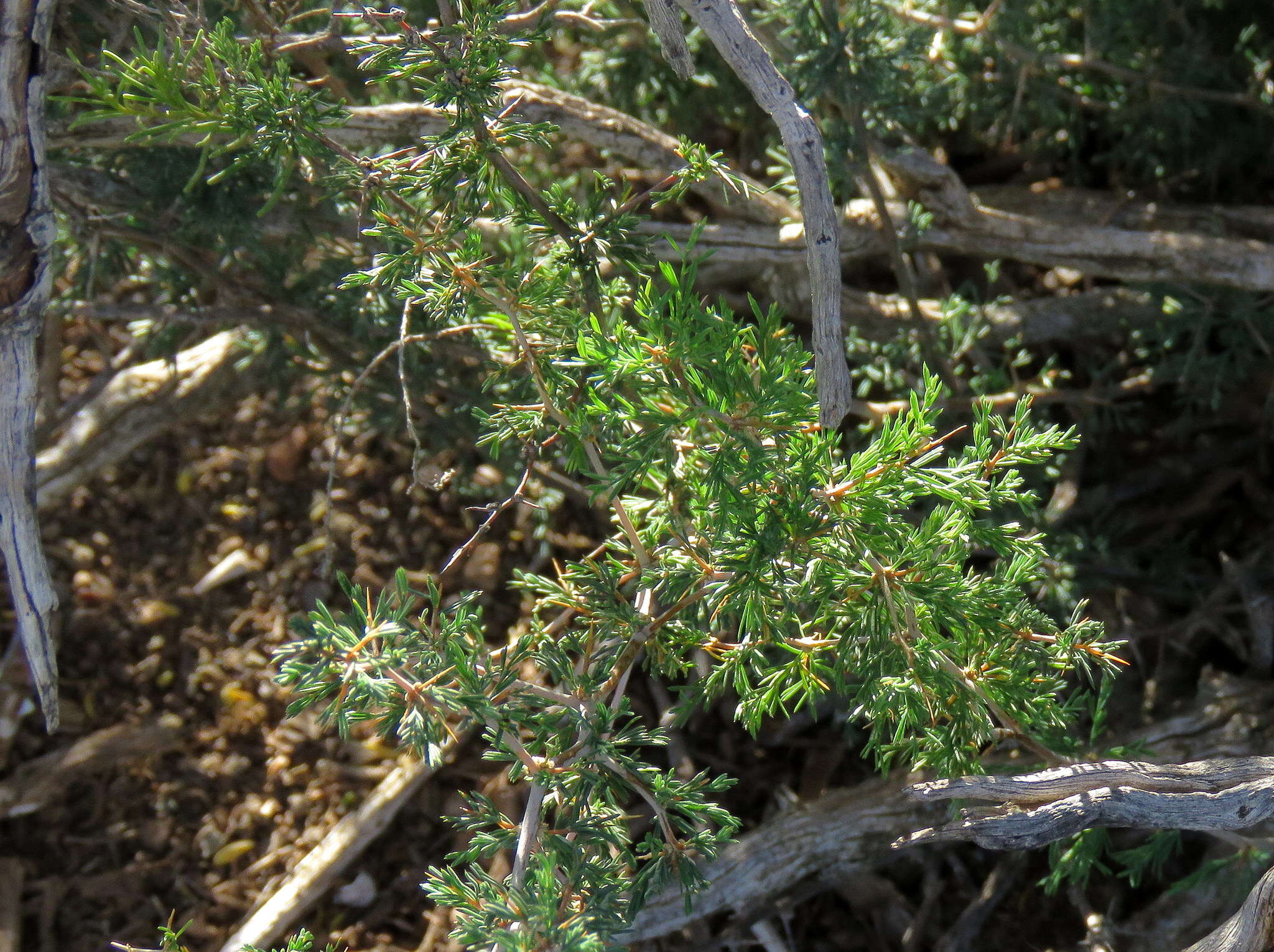 Image of Asparagus burchellii Baker