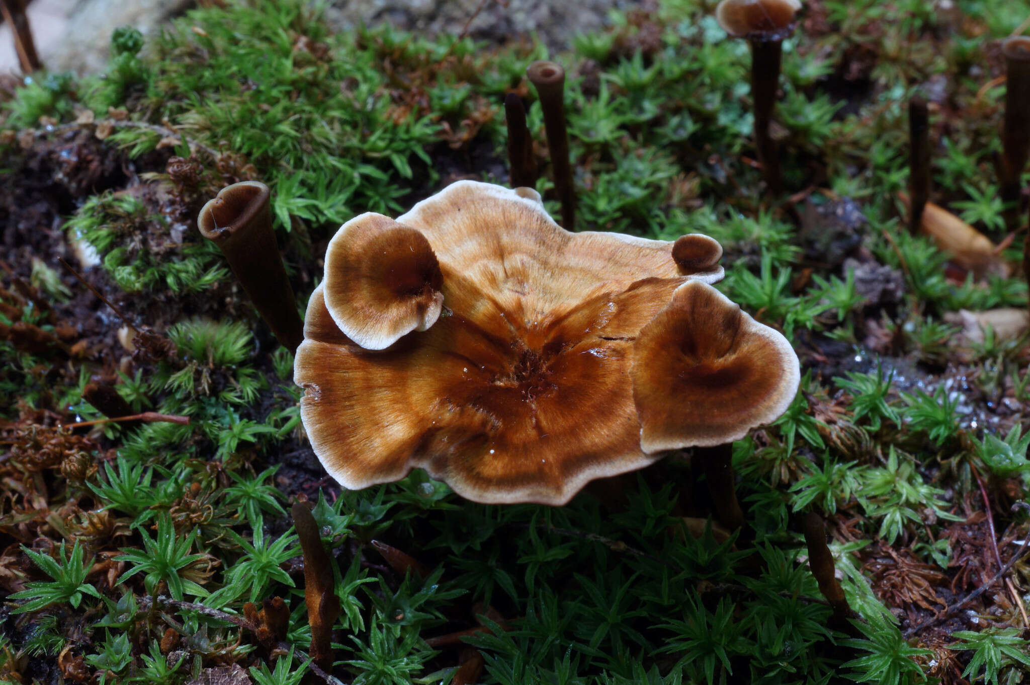 Image of Coltricia cinnamomea (Jacq.) Murrill 1904