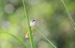 Imagem de Prinia flaviventris (Delessert 1840)