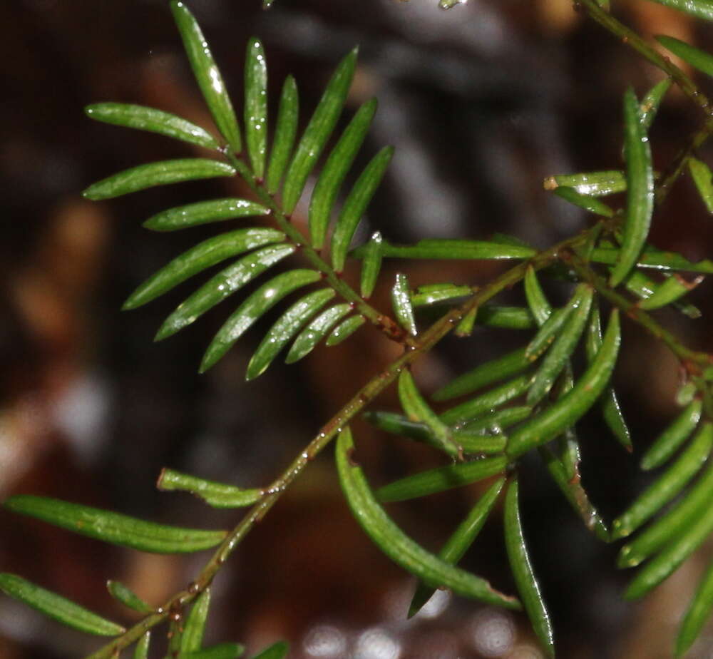 Prumnopitys ferruginea (G. Benn. ex D. Don) de Laub. resmi