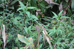 Image of Manchurian Bush Warbler