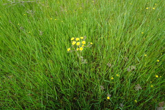 Image of Crepis marschallii (C. A. Mey.) Sch. Bip.