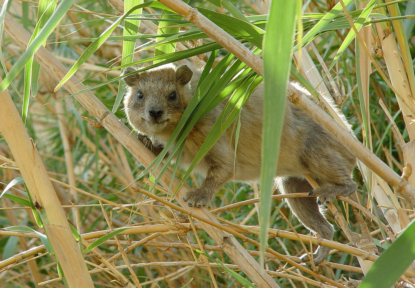 Image of Procavia capensis habessinicus (Hemprich & Ehrenberg 1832)