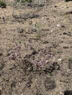 Imagem de Lomatium nevadense var. parishii (Coult. & Rose) Jeps.