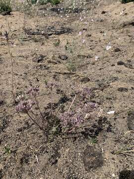 Image of Parish's biscuitroot