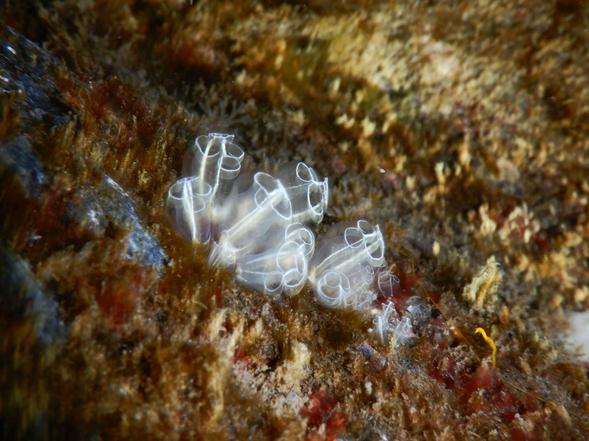 Image of Light-bulb sea squirt