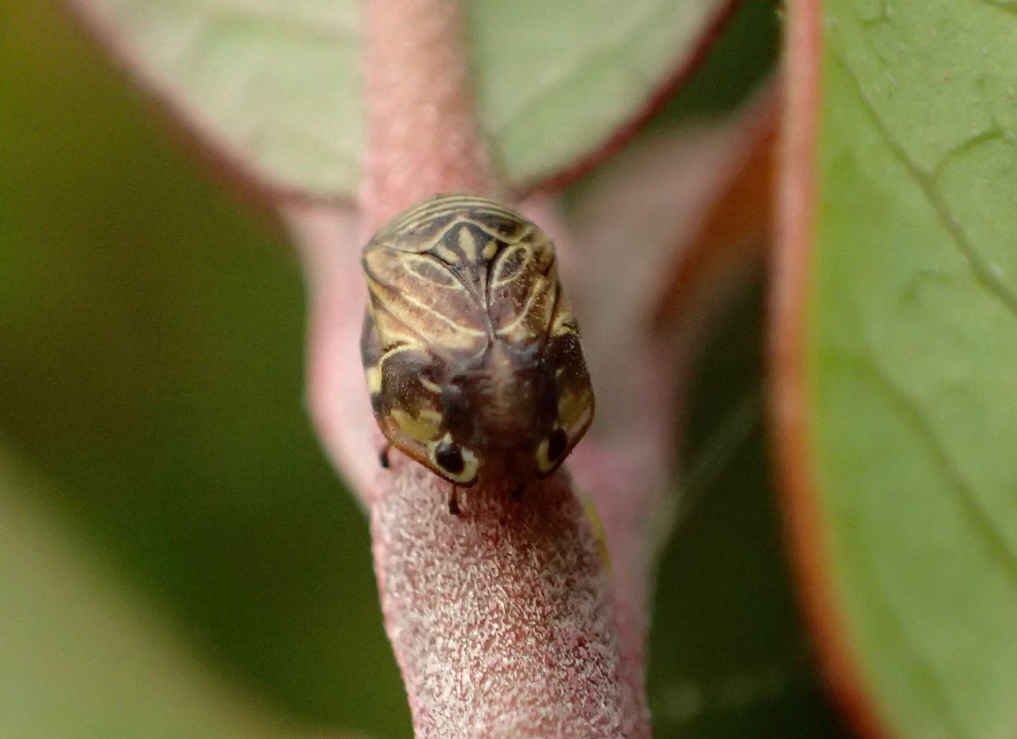 Sivun Clastoptera lineatocollis Stål 1854 kuva