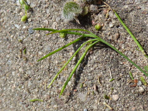 Image of Cardamine corymbosa Hook. fil.