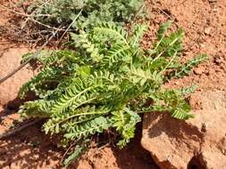 Imagem de Astragalus longipetalus Chater