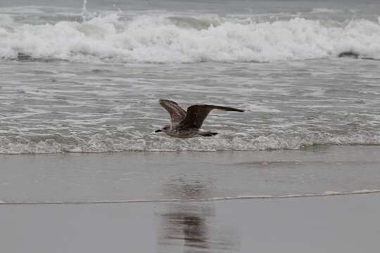 Image of Larus fuscus graellsii Brehm & AE 1857