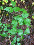 Image of salmonberry