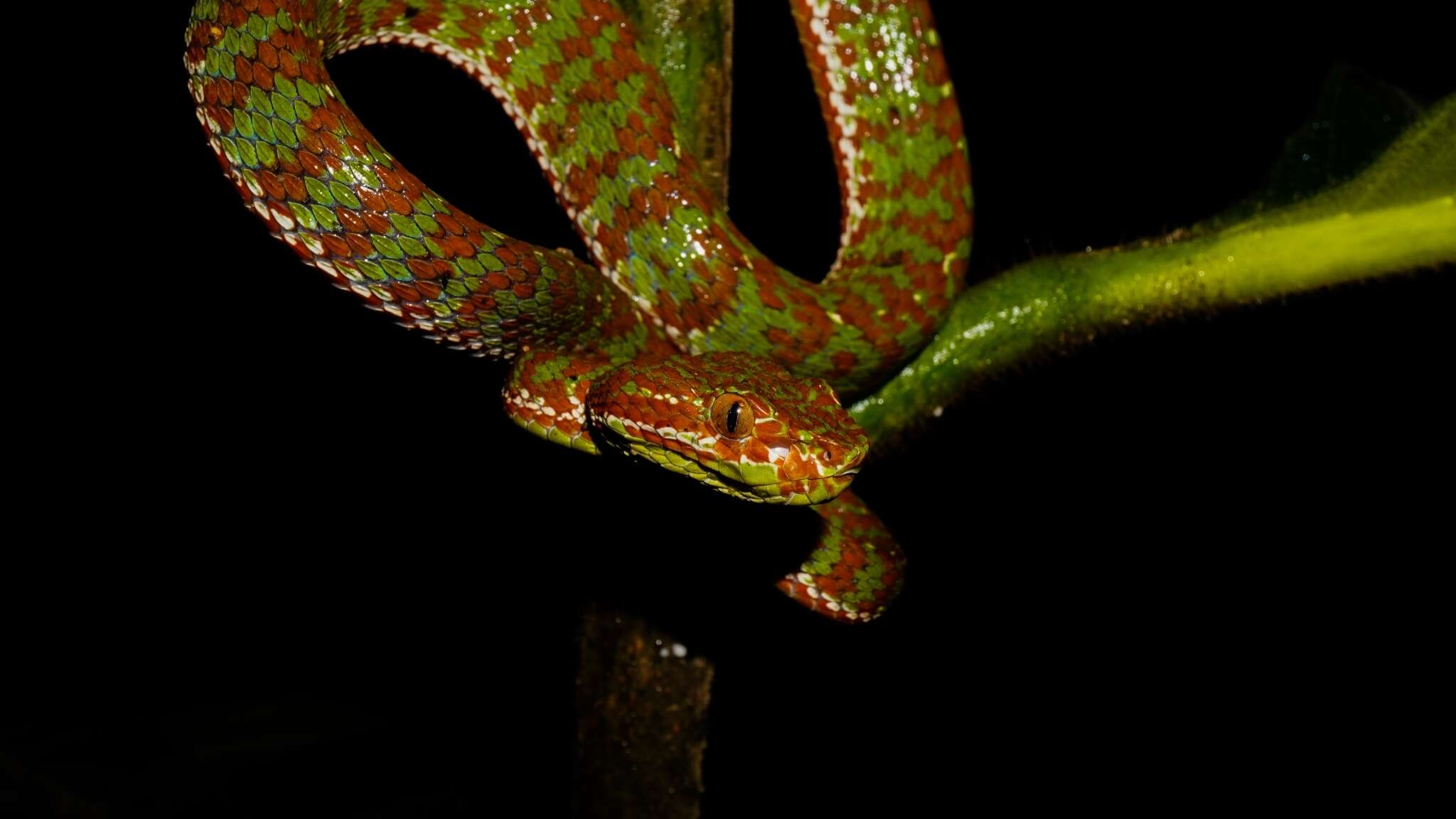 Image of Trimeresurus phuketensis Sumontha, Kunya, Pauwels, Nitikul & Punnadee 2011