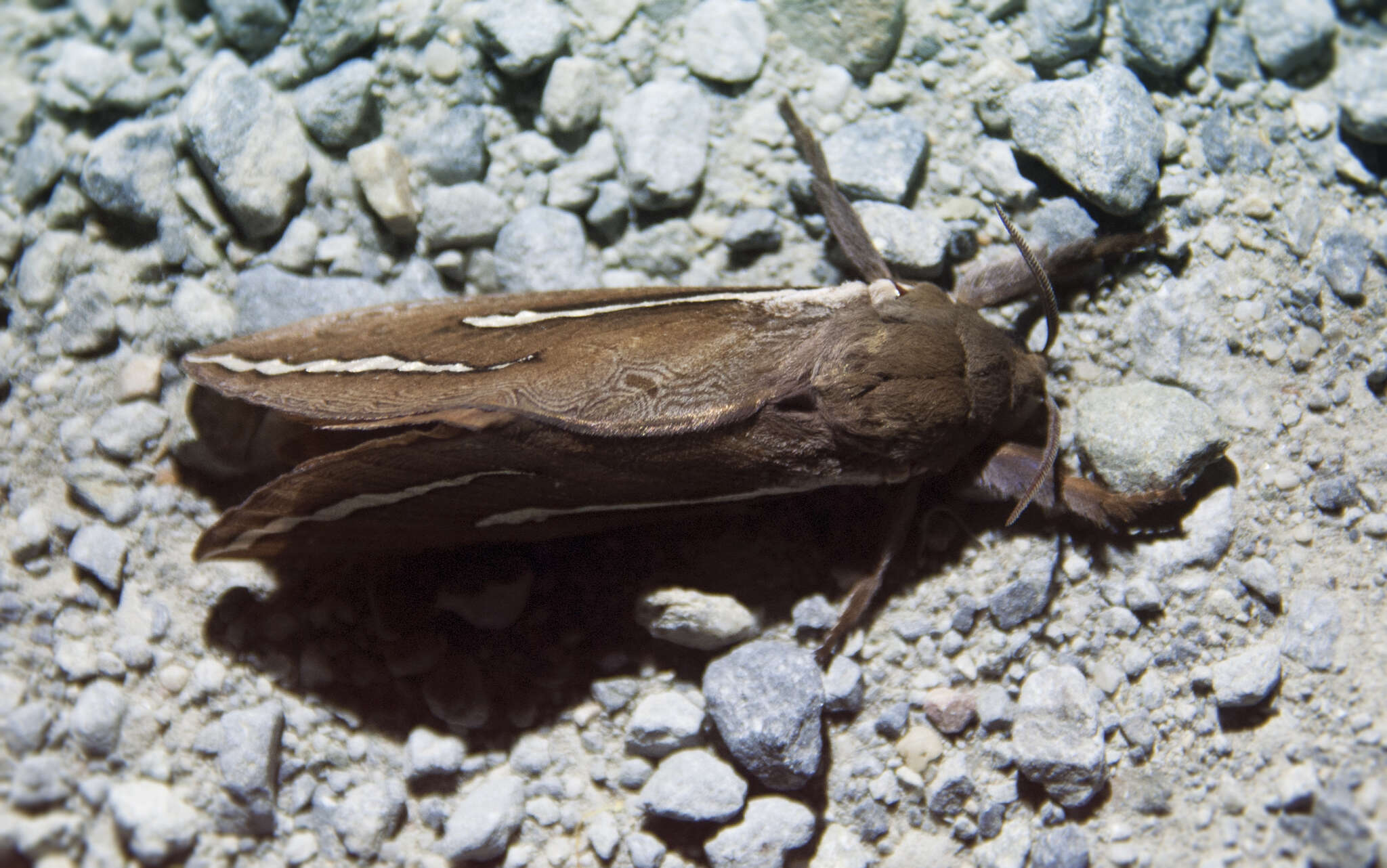 Image of Abantiades latipennis Tindale 1932