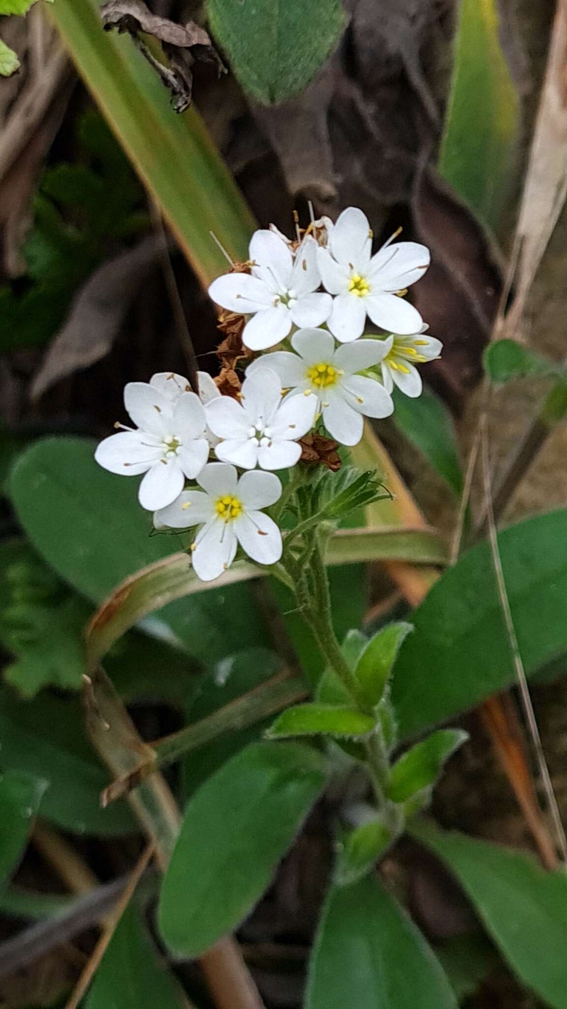 Image de Myosotis brockiei subsp. dysis Courtney & Meudt