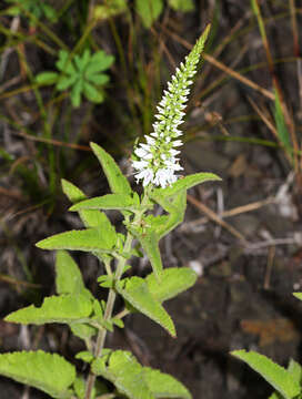 Image of heartleaf speedwell