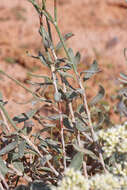 Image of sand buckwheat