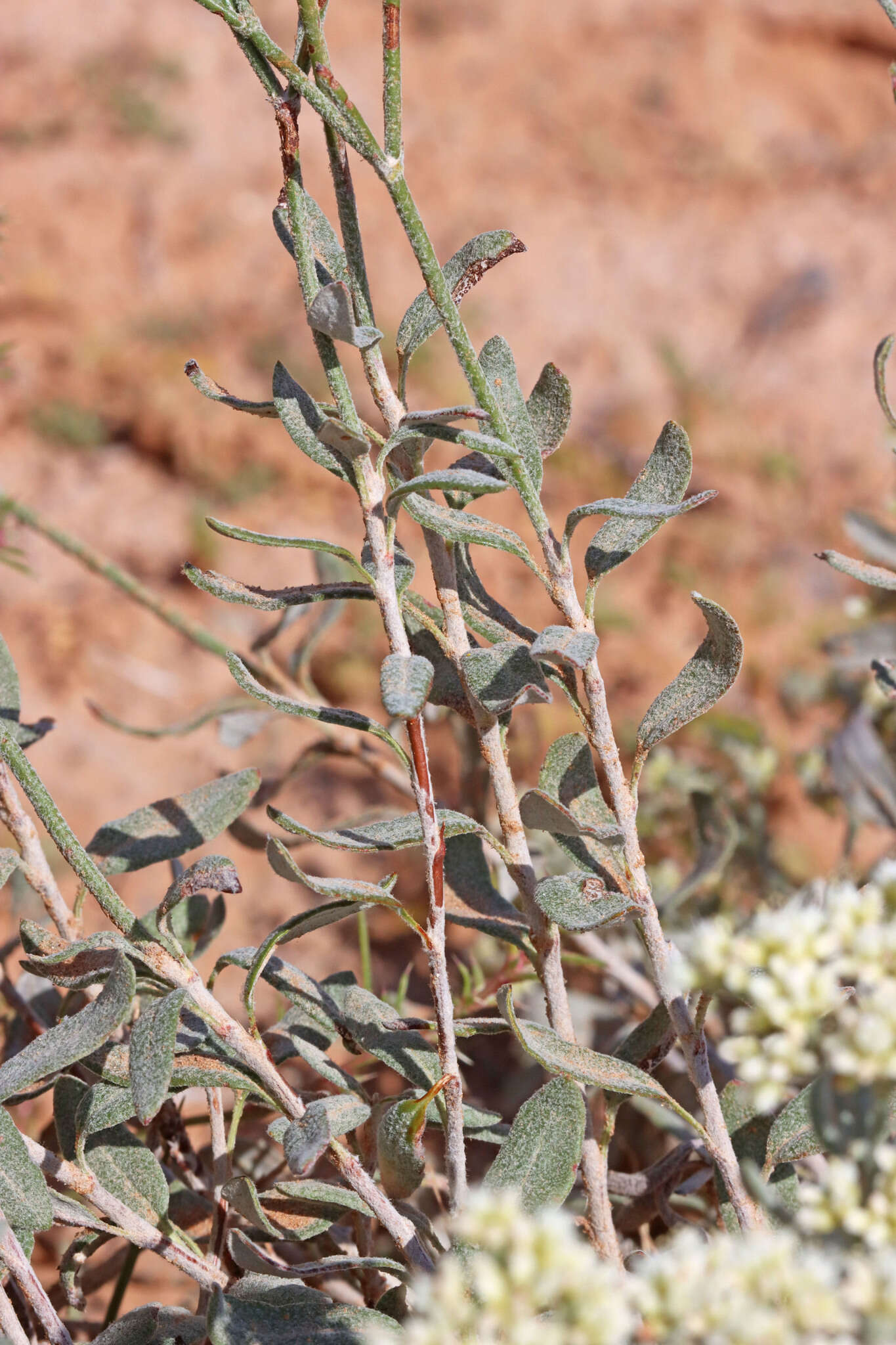 Eriogonum leptocladon var. ramosissimum (Eastwood) Reveal resmi