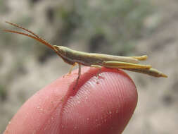 Image of Wyoming Toothpick Grasshopper