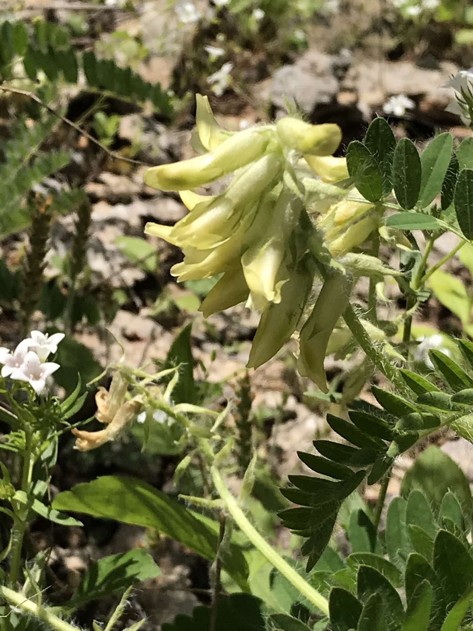 Image of Tennessee milkvetch