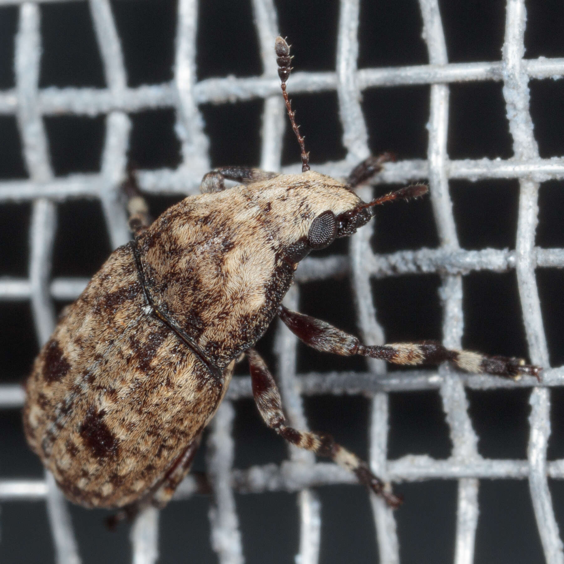 Image of Marbled Fungus Weevil