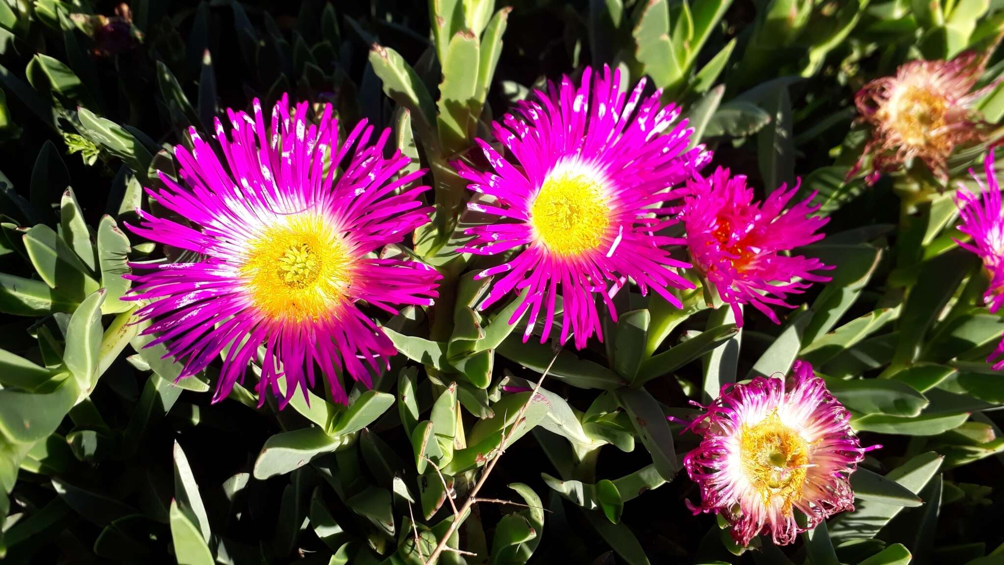 Image of Carpobrotus quadrifidus L. Bol.