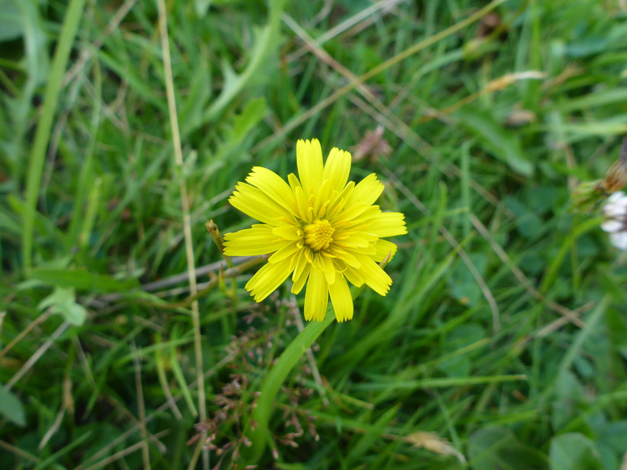 Image of lesser hawkbit