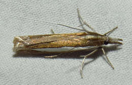 Image of Large-striped Grass-veneer Moth