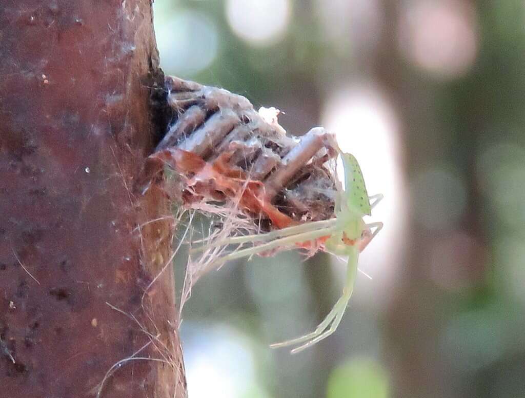 Sivun Cetratus rubropunctatus (Rainbow 1920) kuva