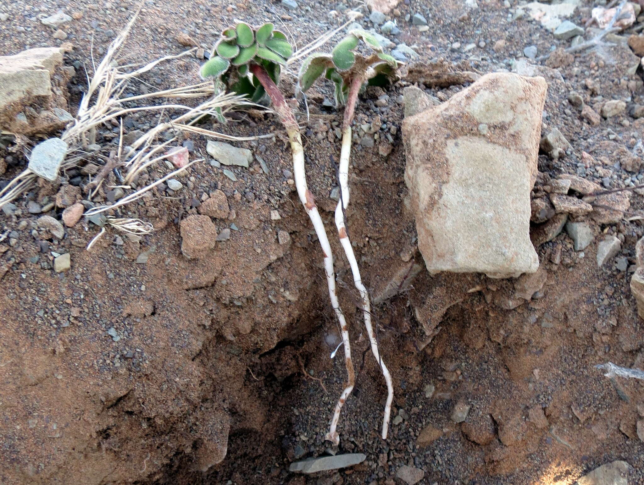 Image of Oxalis melanosticta var. melanosticta