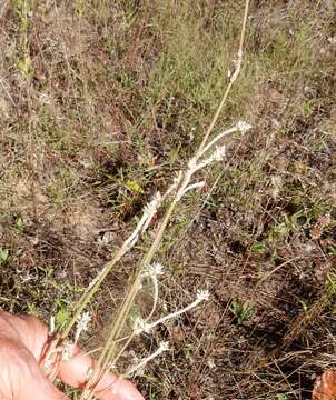 Image of plains snakecotton