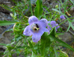 Image of Campanula speciosa Pourr.