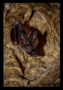 Image of Cozumelan golden bat