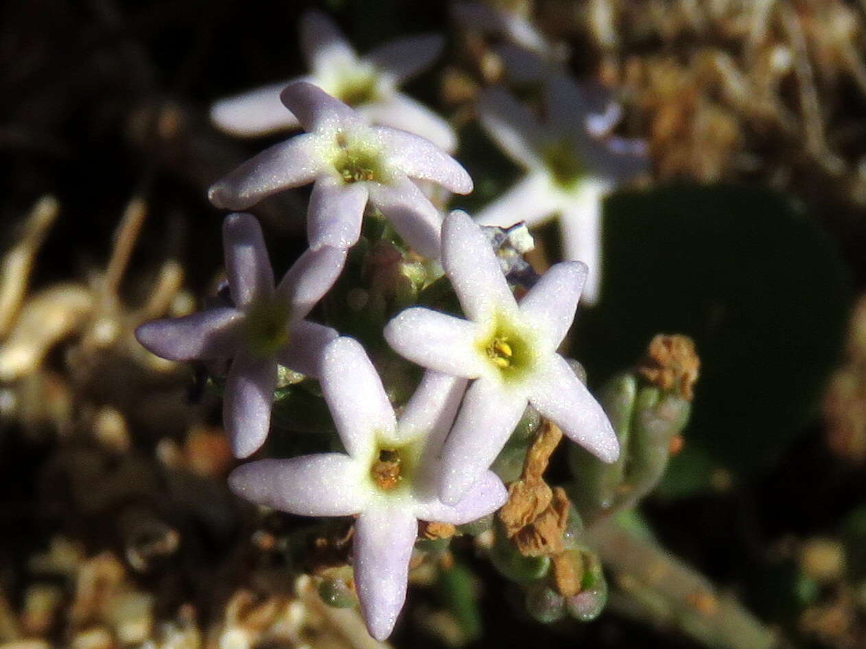 Image of Manulea fragrans Schltr.