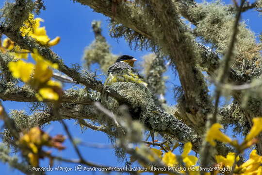 Image of Swallow-tailed Cotingas