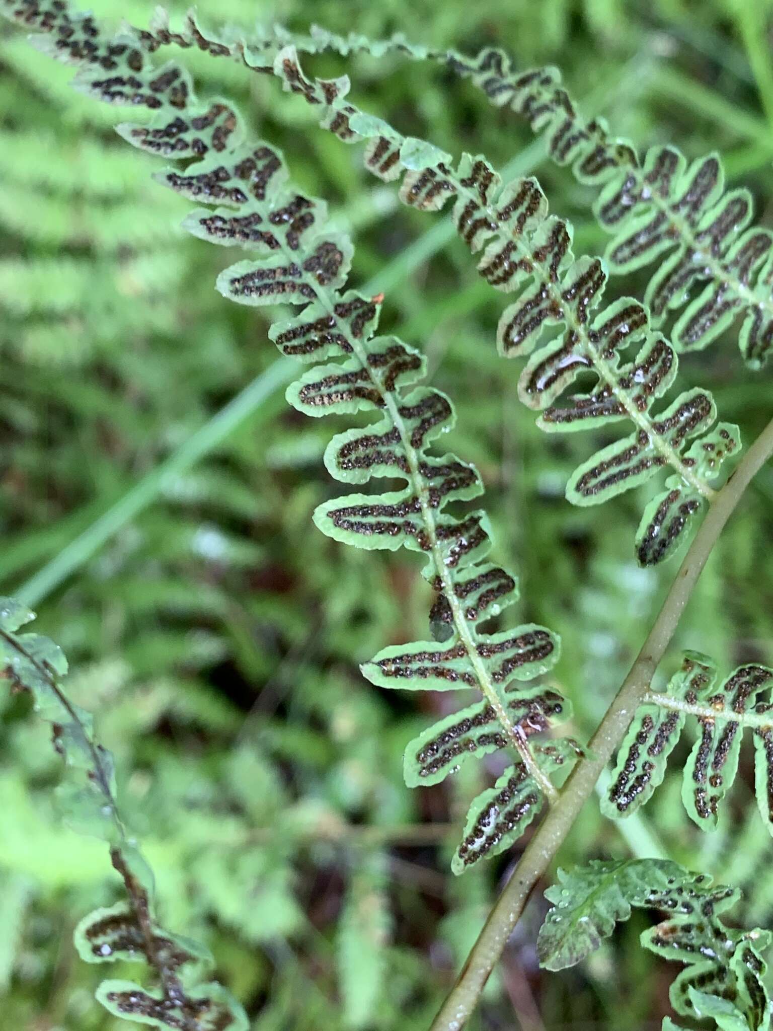 Image of Thelypteris confluens (Thunb.) C. V. Morton