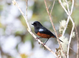 Image of Chestnut-bellied Flower-piercer