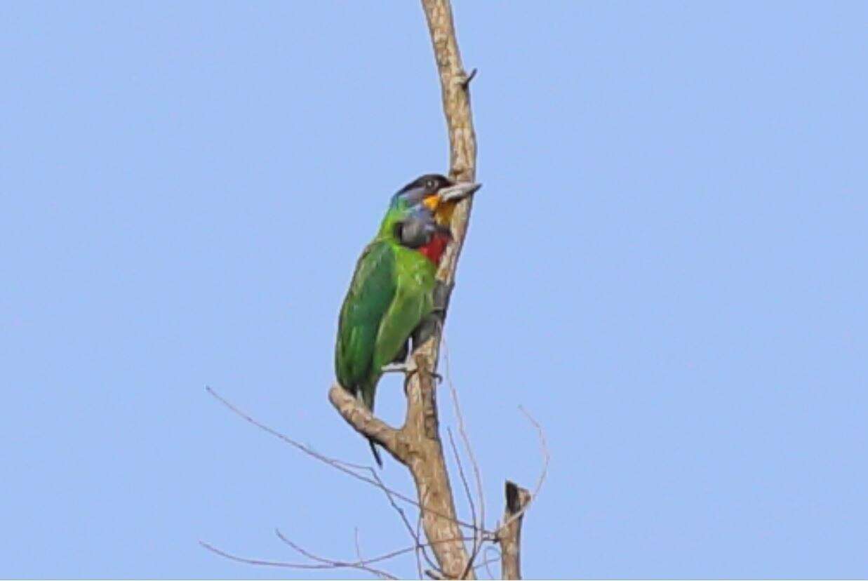 Image of Chinese Barbet