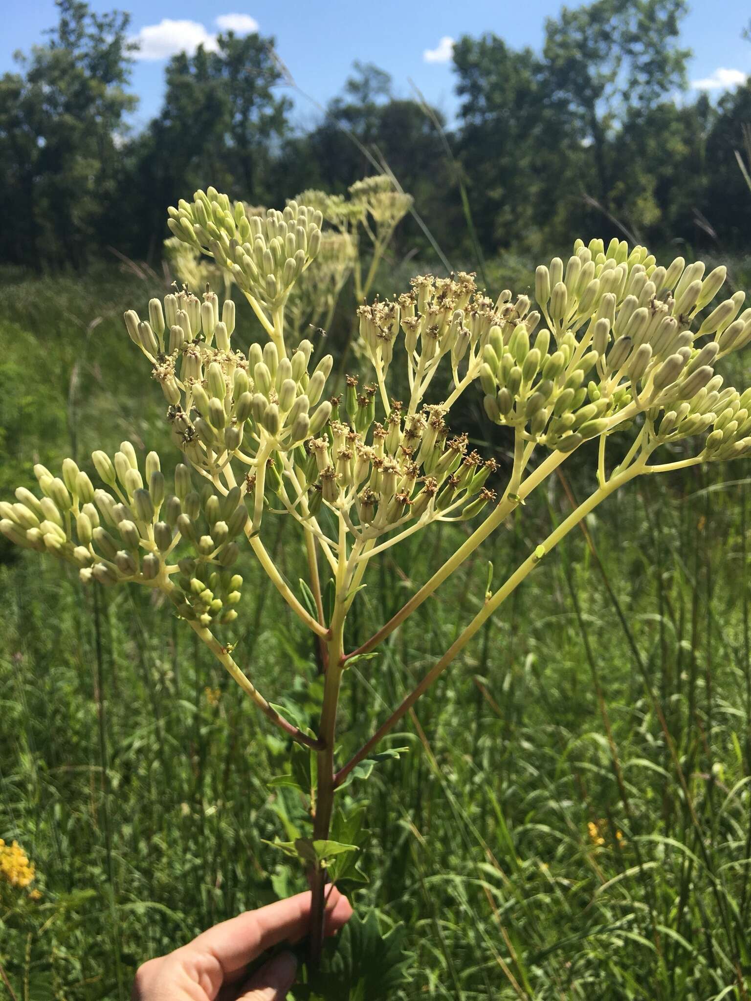 Image of pale Indian plantain