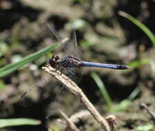 Image of Erythrodiplax paraguayensis (Förster 1905)