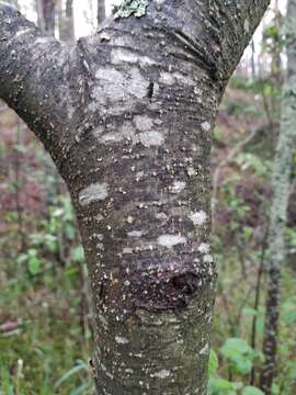 Image of Alnus pubescens Tausch