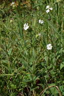 Imagem de Silene latifolia subsp. latifolia