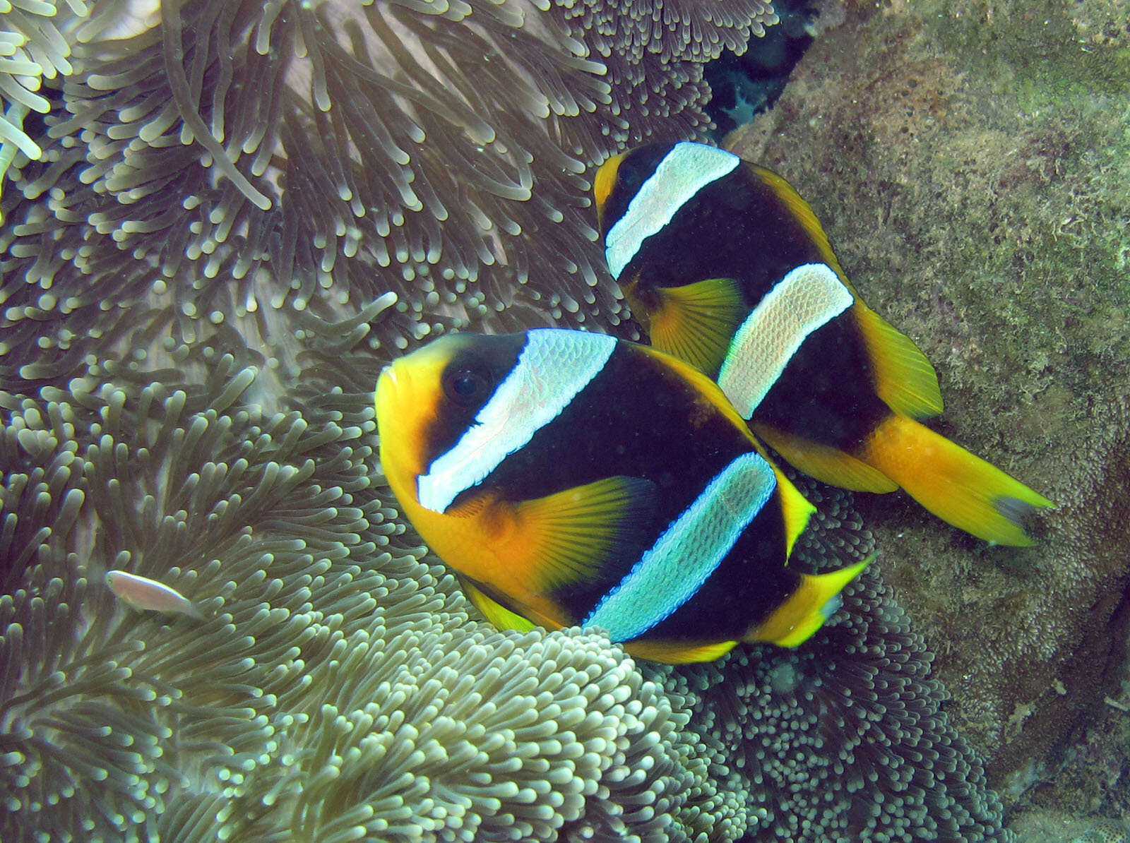 صورة Amphiprion latifasciatus Allen 1972