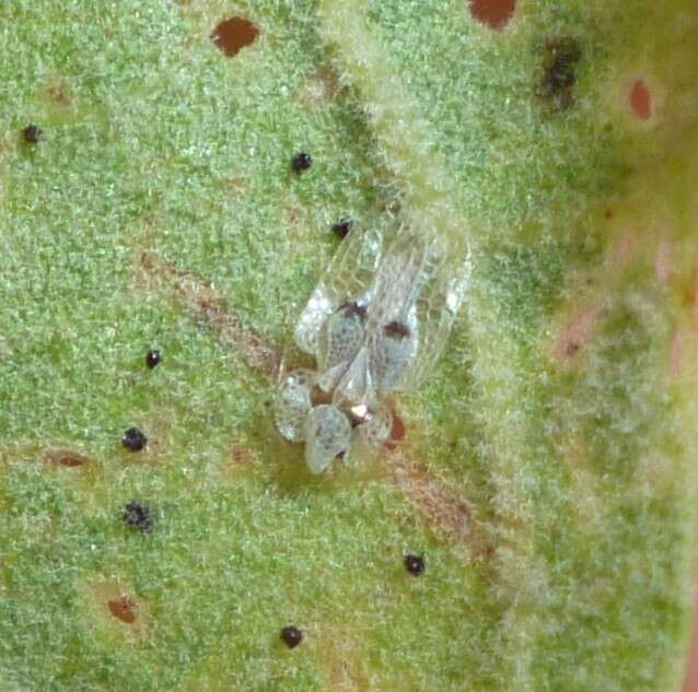 Image of Sycamore Lace Bug